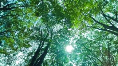 緑の森　太陽光