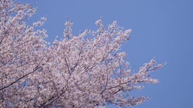 青空と桜 春イメージ04