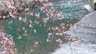 青い川と桜
