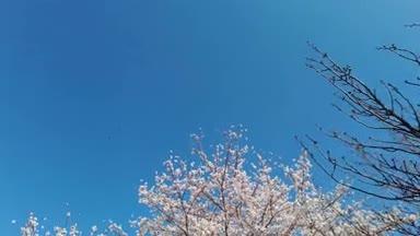 桜のモーションラプス