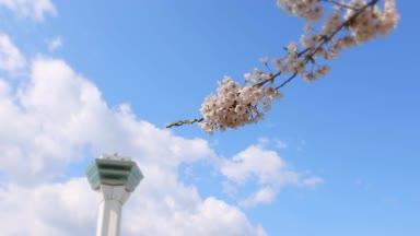 函館五稜郭タワーと桜