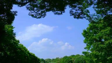 青空と風にそよぐ木々