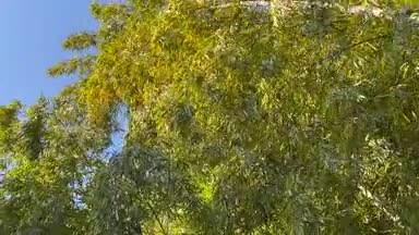 風に揺れる竹林