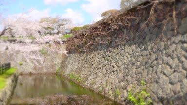 城壁跡の堀に揺れる桜