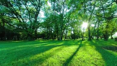 緑の公園　太陽光