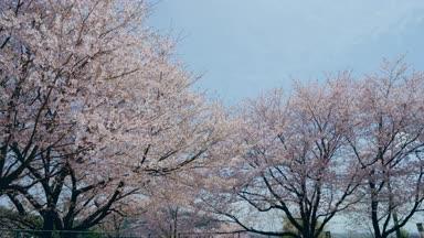 桜並木と舞い散る桜