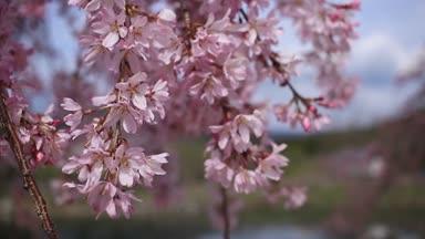 枝垂れ桜のアップ   