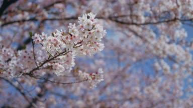 ソメイヨシノ 桜の風景