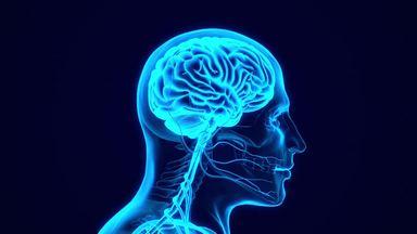 解剖学ホログラム　人間の脳