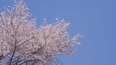 青空と桜 春イメージ06
