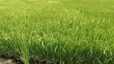 夏の水田と風で揺れる稲