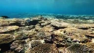 海中に広がる珊瑚礁