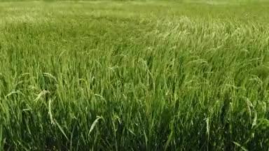 夏の水田と風で揺れる稲