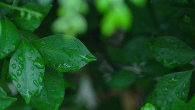 深緑の葉っぱの水滴がぽたり