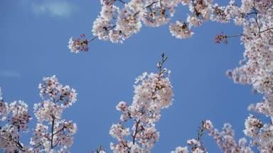 青空と桜 アオリアングル