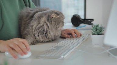 A cat relaxing between the arms of a woman using a computer