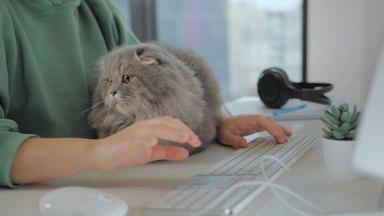 A cat relaxing between the arms of a woman using a computer