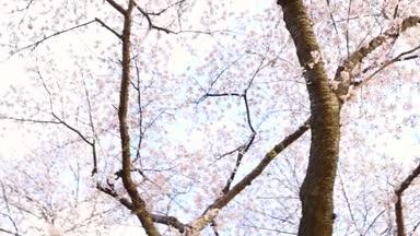 森町オニウシ公園の桜04