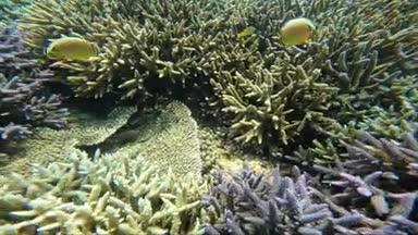 珊瑚礁と魚