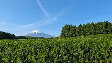 富士山と新緑の茶畑