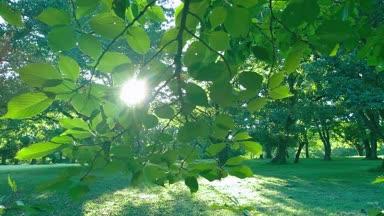 森の葉　太陽光