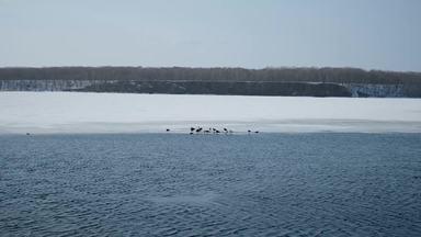 冬の湖の水面と水鳥 北海道シラルトロ湖