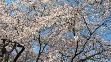 揺れる桜の木　その2