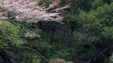 春風で散る桜の花吹雪
