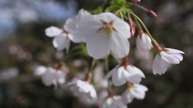 ソメイヨシノの花のアップ