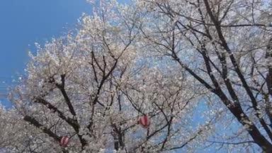 桜のモーションラプス