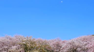 満開の桜と桜吹雪