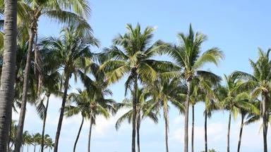 miami palm trees