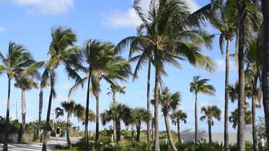 miami landscape with palm trees