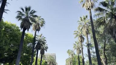 palm tree street