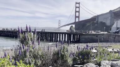 golden gate bridge over purple flowers